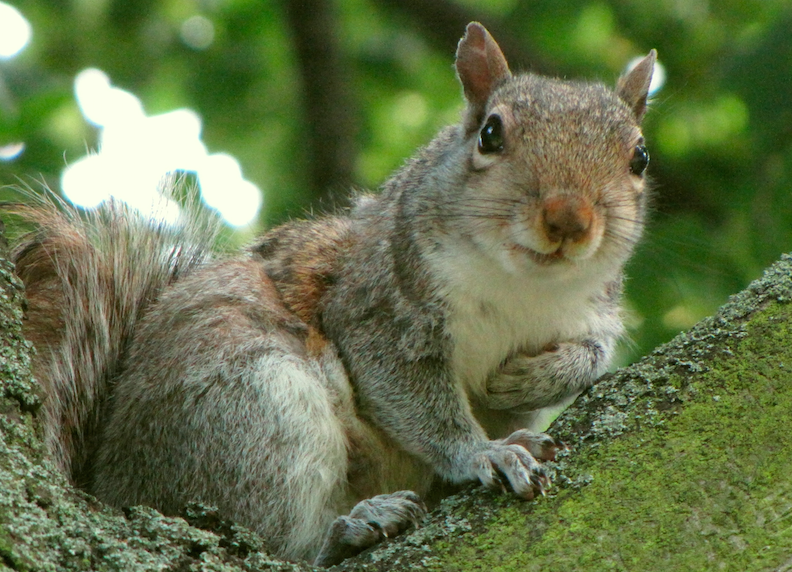 The Courtyard Squirrel