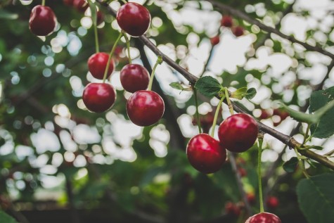 cherries-839864_960_720