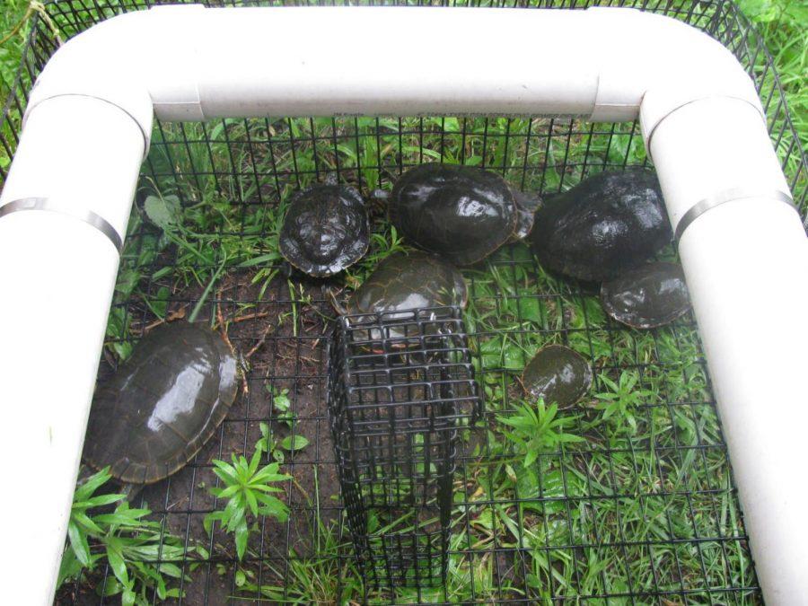 Turtles all the way down...by the greenhouse