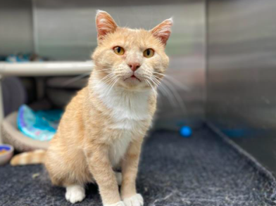 Cat pictured is Moochi, a 9 year old domestic short hair available for adoption.