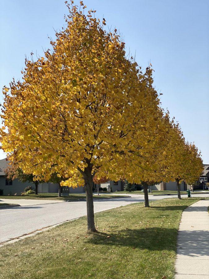 The same trees greet me on my walk every time.